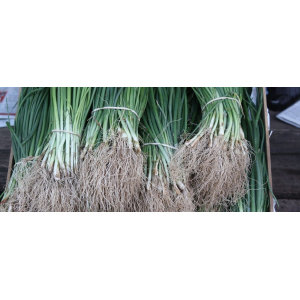 Plant oignon lezignan