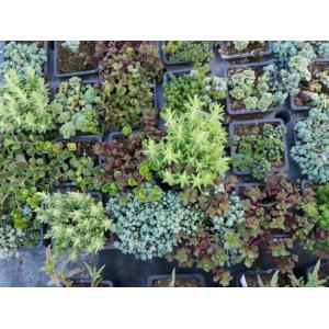 Vivace rocaille sempervirum