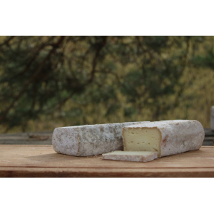 Sainte anne jeune (brebis)