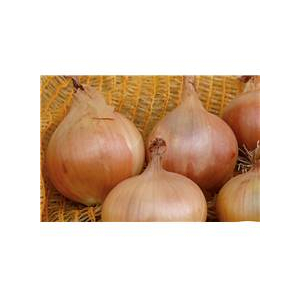 Plant oignon lescure