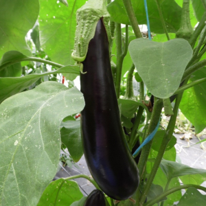 Aubergine barbentane