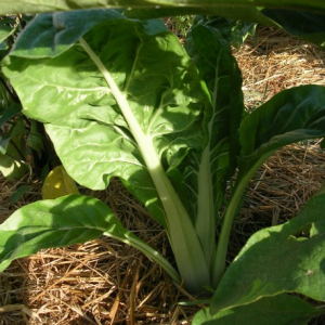 Carde blanche (poirée)