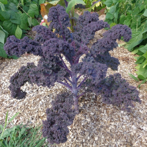 Chou kale violet