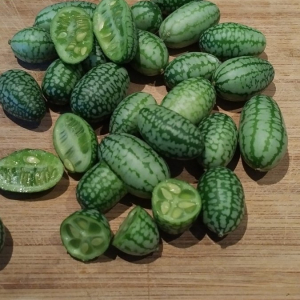 Concombre cocktail plant