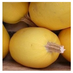 Courge spaghetti plant