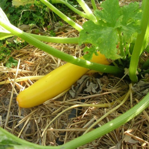 Courgette jaune plant