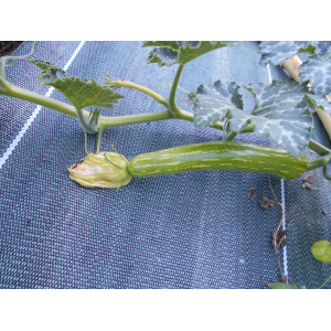 Courgette longue de nice plant