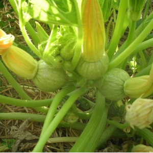 Courgette ronde de nice plant
