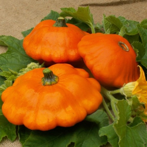 Pâtisson orange plant