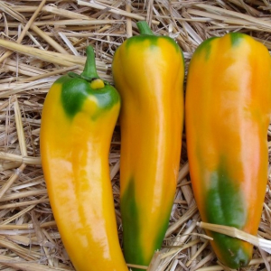 Poivron corno di toro jaune plant (mi-précoce