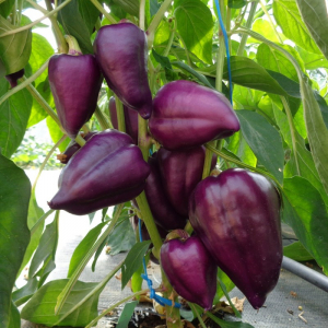 Poivron oda violet plant (précoce)