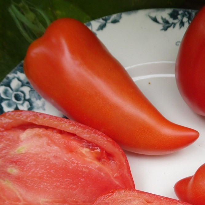 Tomate Andine Cornue Plant 1 U Le Potager De Pautilou Locavor Fr