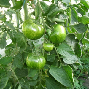 Tomate green zebra plant (mi-précoce)