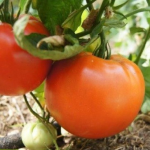 Tomate potiron écarlate plant (tardive)