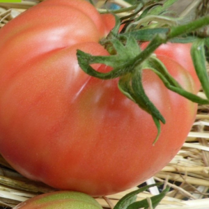 Tomate rose de berne plant (mi-précoce)