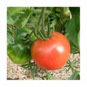 Tomate saint pierre plant (mi-précoce)