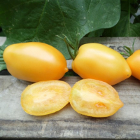 Tomate téton de vénus plant (mi-précoce)