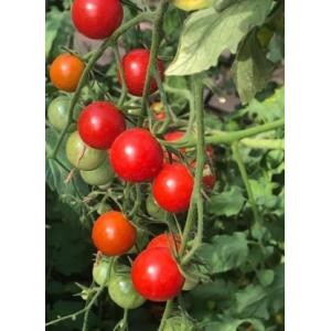 Tomate 'apéro' cerise plant (mi-précoce)