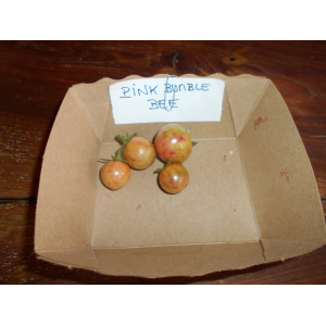 Tomate 'apéro' pink bumble bee plant (mi-préc