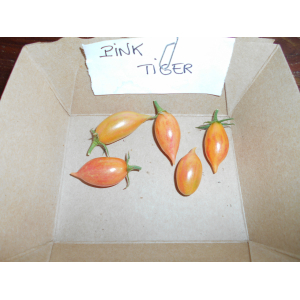 Tomate 'apéro' pink tiger plant (mi-précoce)
