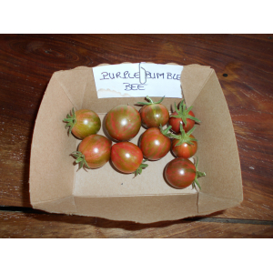 Tomate 'apéro' purple bumble bee plant (mi-pr