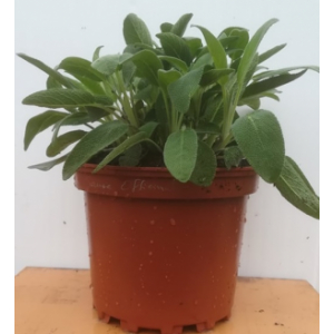 Sauge en pot de 17 cm