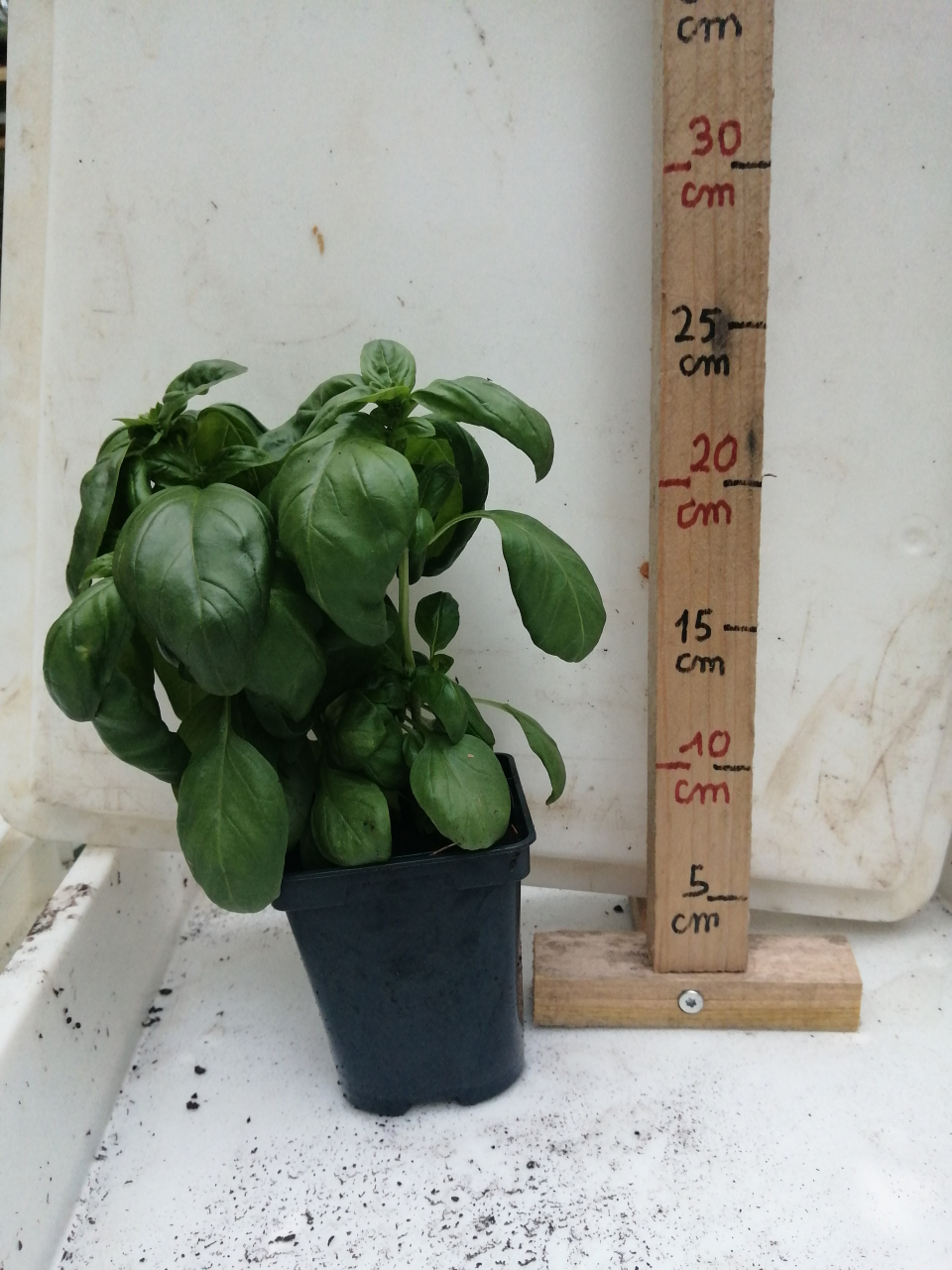 Basilic grandes feuille plants Pot 1 Litre