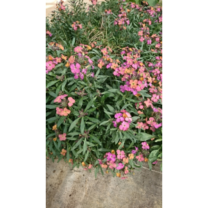 Giroflée mauve orangé en pot de 3l