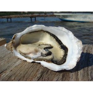 12 huîtres de bouzigues n°4