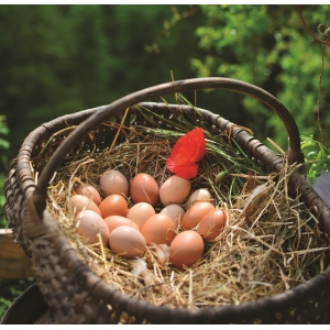 6 oeufs bio sans boîte