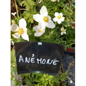 Anémone sylvestrice blanche