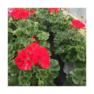 Géranium zonale rouge