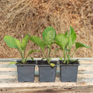 Plant aubergine blanche