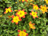 Bidens brazing glory