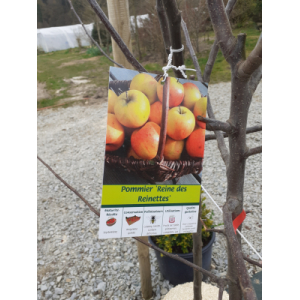 Pommier reine des reinettes