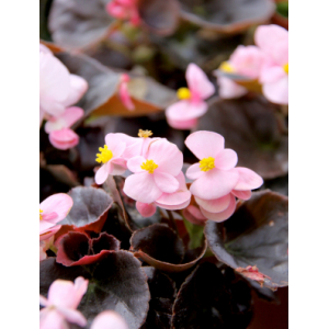 Begonia rose
