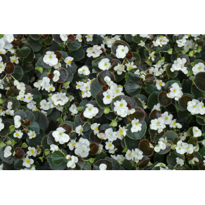 Begonia blanc