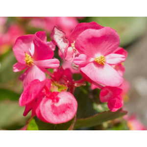 Begonia vrose