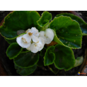 Begonia vblanc