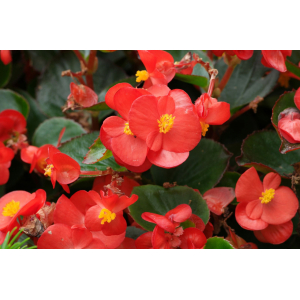 Begonia vrouge