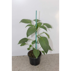 Plant poivron greffe