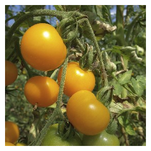 Tomate jaune de thoune