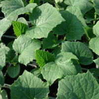 Plant de cornichon en godet