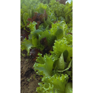 Salade mesclun
