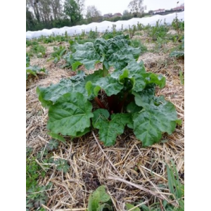 Rhubarbe