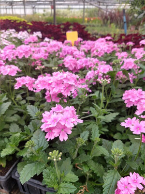 Verveine retombante rose