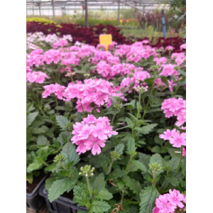 Verveine retombante rose