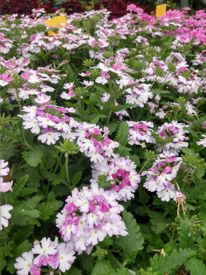 Verveine retombante rose et blanc