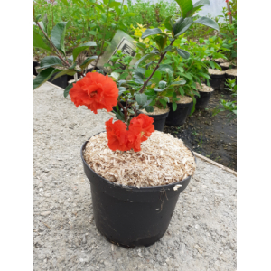 Chamiomeles orange storm