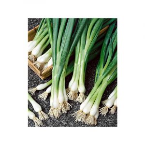 Oignon blanc bunching bio